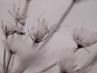 Snowcatchers