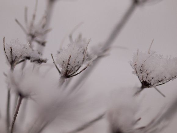 Snowcatchers