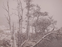 Trees in the Blizzard