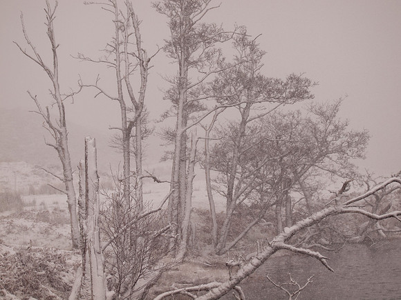 Trees in the Blizzard