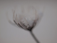 Snowcatcher