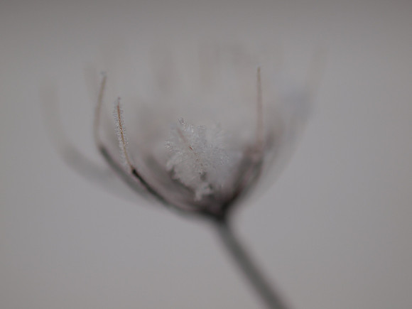 Snowcatcher