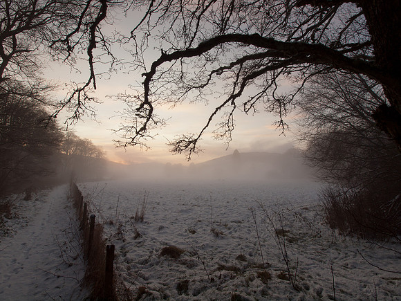 Menacing Tree in the Mist
