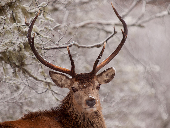 Red Deer Stag in the Snow