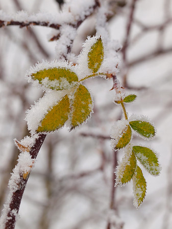 Wild Rose in the Snow