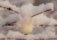 White Berry in the Snow