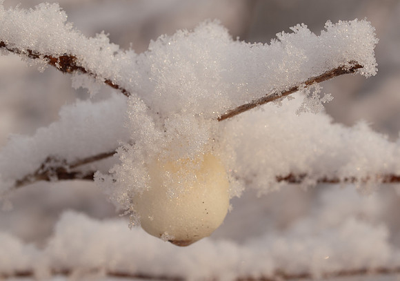 White Berry in the Snow