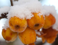 Snowy Crab Apples