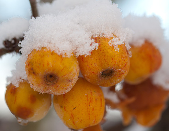 Snowy Crab Apples