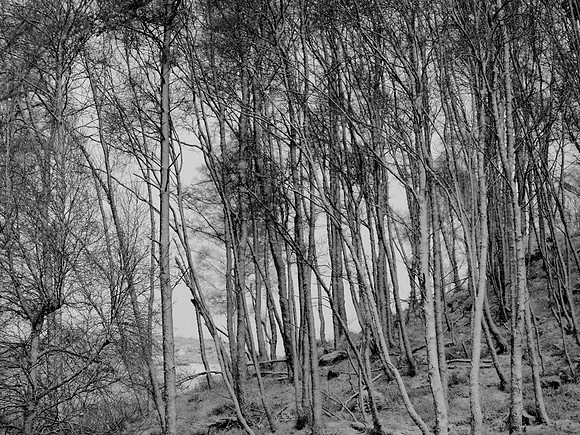 Snowy Trees