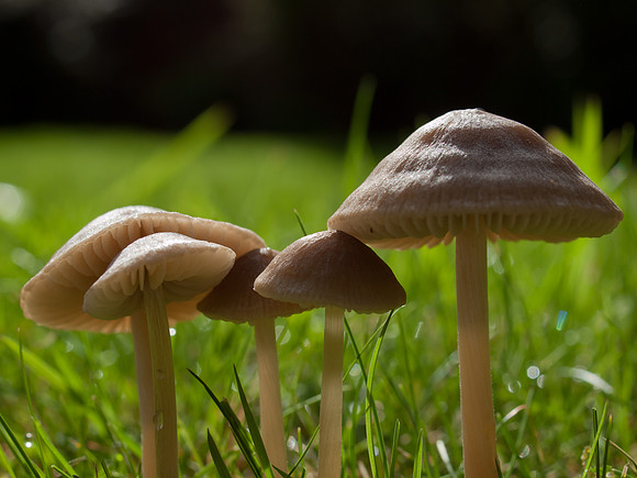 20110911-Fungi-Q9113510