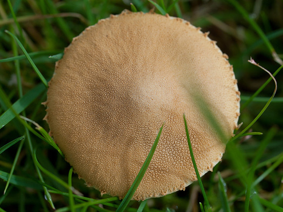 20110911-Fungi-Q9113516