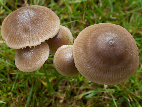 20110911-Fungi-Q9113514