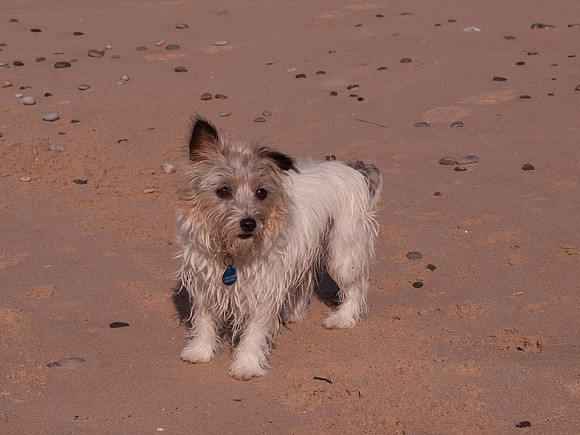 20110904-Findhorn-Q9043447