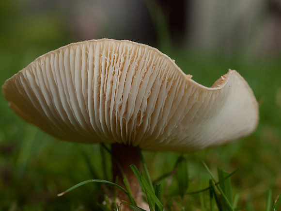 20110911-Fungi-Q9113519
