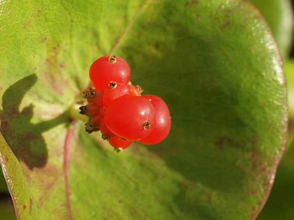 20110926-Garden-Q9263836