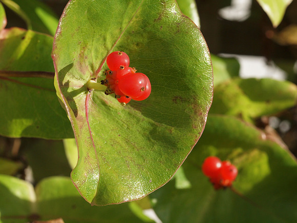 20110926-Garden-Q9263828