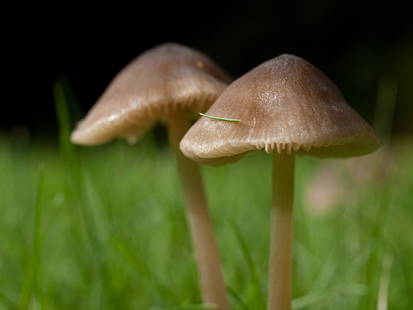 20110911-Fungi-Q9113512