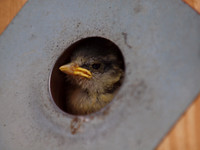20110606-Baby Bird-Q6061450