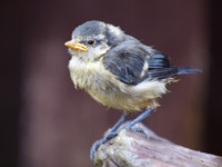 20110606-Baby Bird-Q6061432