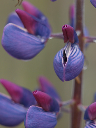 20110626-Garden-Q6261885