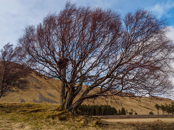 Coignashie Trees 2
