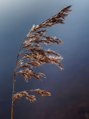 Grass Seed Heads