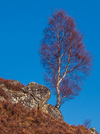 Lone Tree