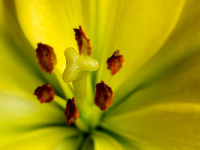 Lily Close-up