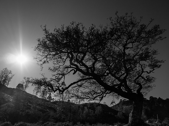 Sunny Silhouette