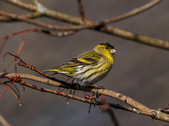 Siskin 1