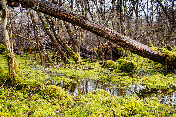 Floods in the Woods
