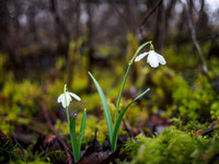 Snowdrop Drops
