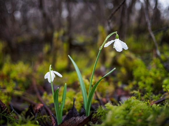 Snowdrop Drops