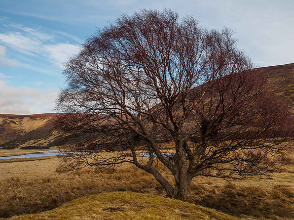 Coignashie Trees 3