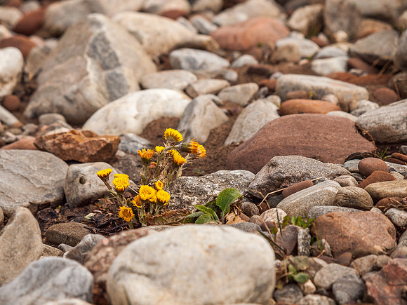 Splash of Colour