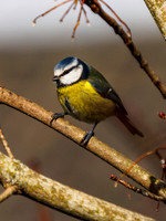 Blue Tit