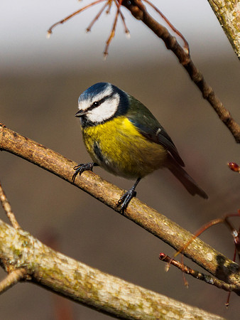 Blue Tit