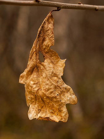 Oak Leaf