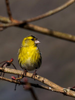 Siskin 2