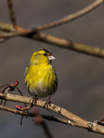 Siskin 2