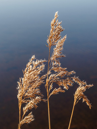 Grass Seed Heads