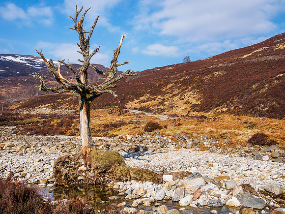 Dead Tree