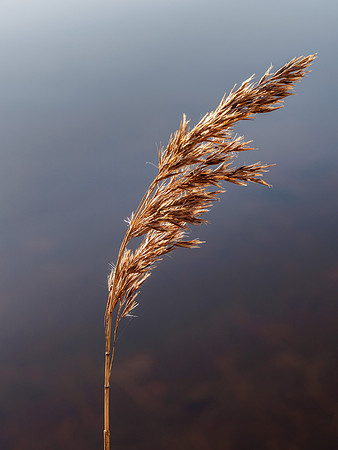 Grass Seed Heads