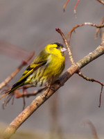 Siskin 3
