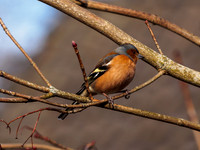 Chaffinch 1