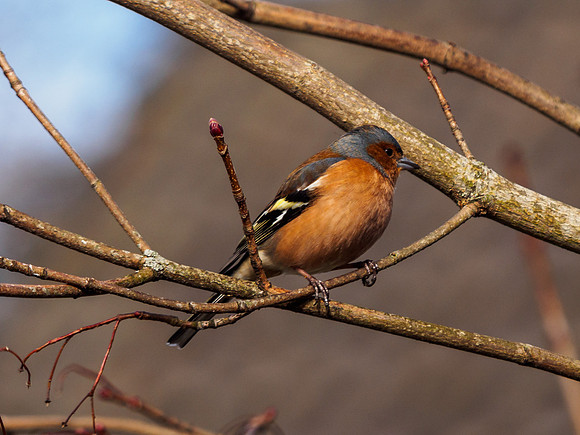 Chaffinch 1