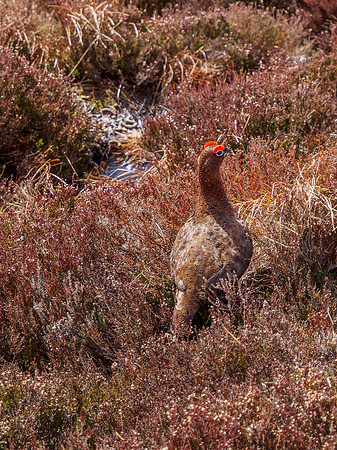 Red Grouse - Glen Kyllachy 2