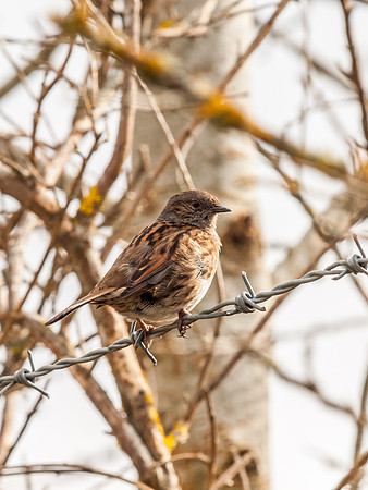 Bird on a Wire