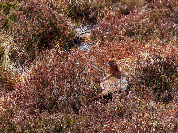 Red Grouse - Glen Kyllachy 1